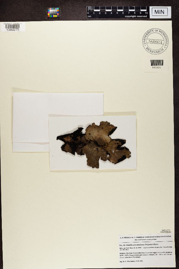 Umbilicaria esculenta image
