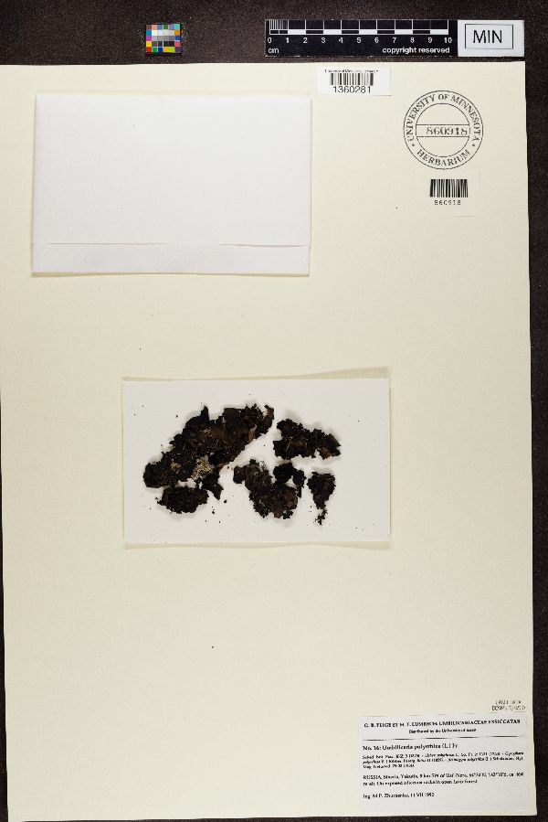 Umbilicaria polyrrhiza image