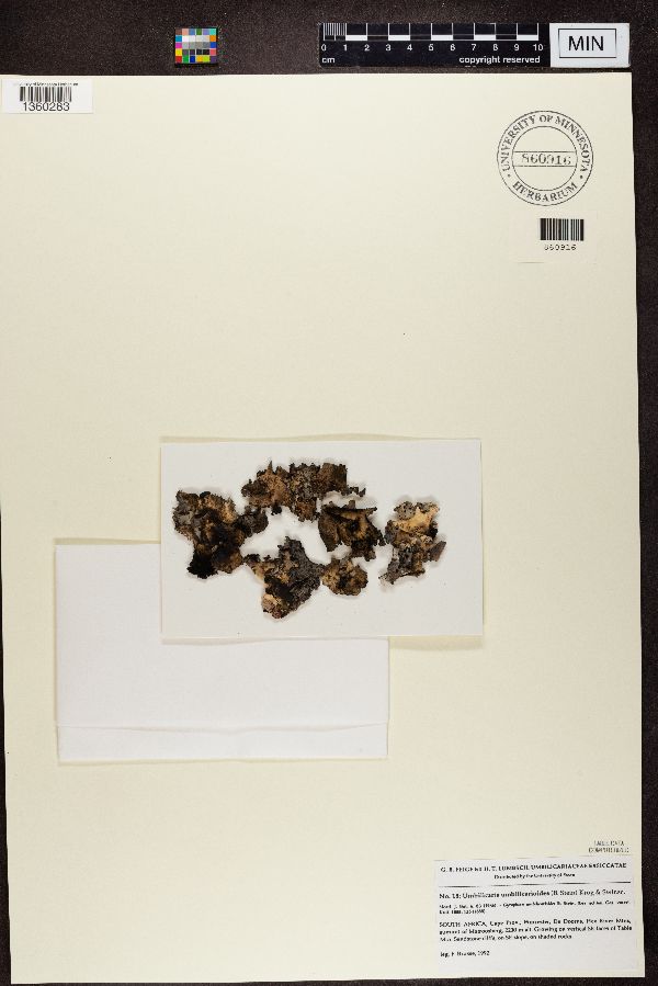 Umbilicaria umbilicarioides image