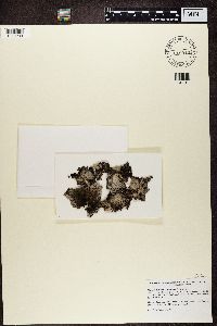 Lasallia pustulata image