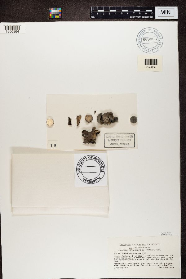 Umbilicaria aprina image