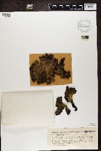 Lasallia pustulata image