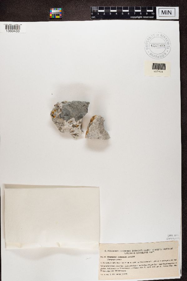 Chiodecton cretaceum image