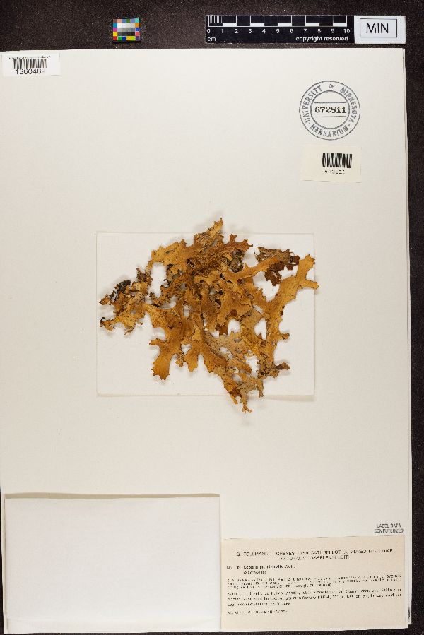 Lobaria meridionalis image