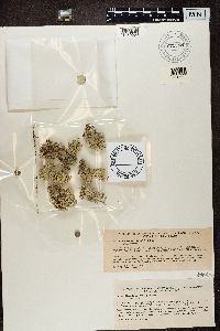 Cladonia stellaris image