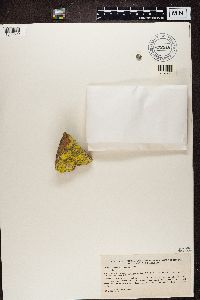 thumbnail image of current specimen