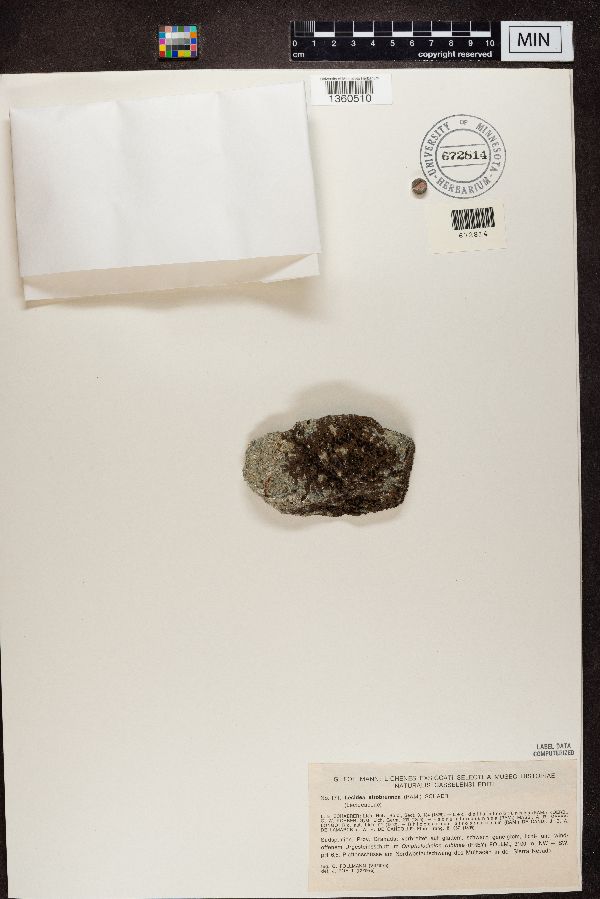 Lecidea atrobrunnea image
