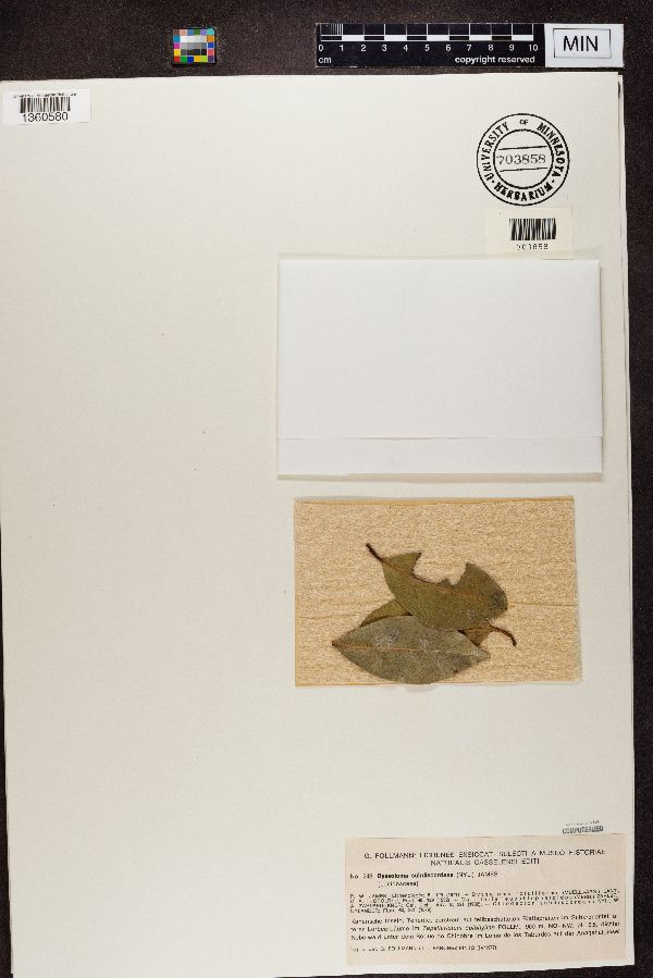 Byssoloma subdiscordans image
