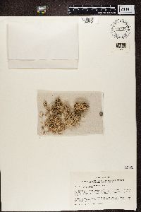 Combea mollusca image