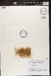 Gorgadesia mira image