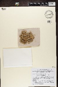 Combea mollusca image