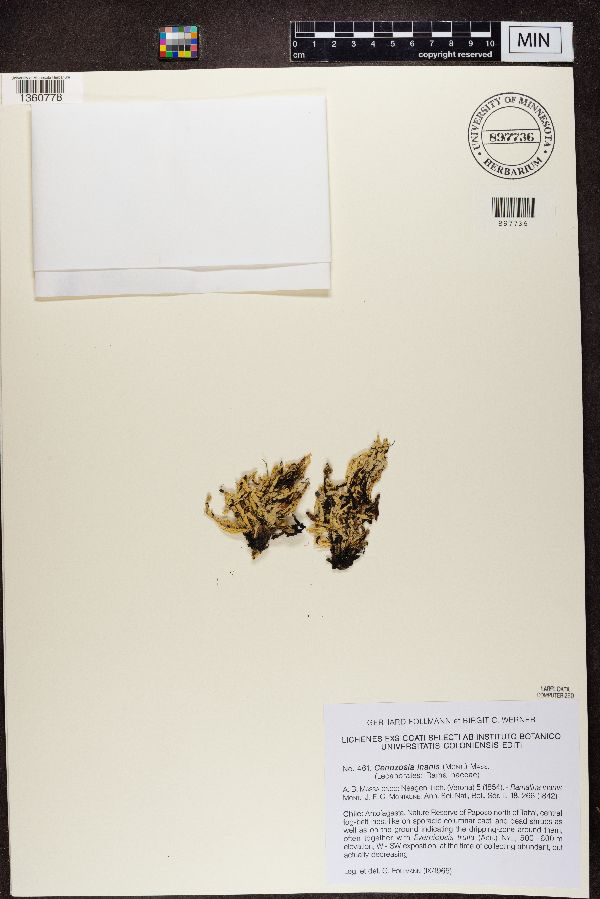 Cenozosia inanis image