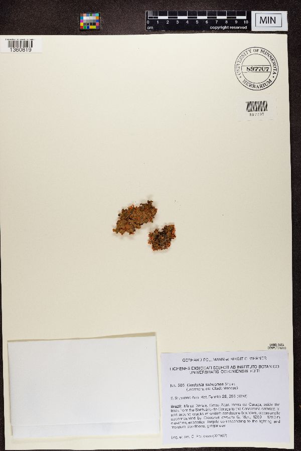 Cladonia salmonea image