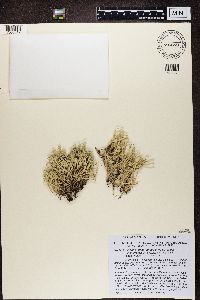 Cladonia amaurocraea image