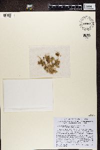 Image of Cladonia caroliniana