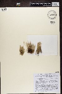 Cladonia gracilis image