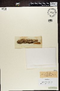 Lecidea myrmecina image