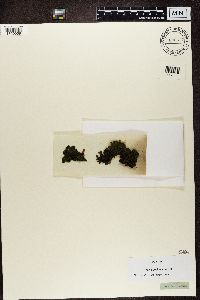 Collema nigrescens image