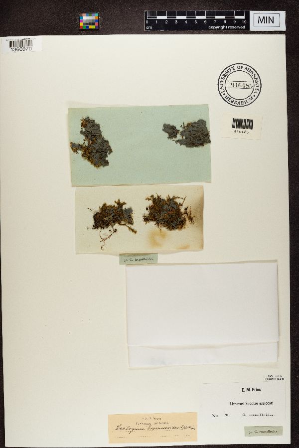Collema tremelloides image