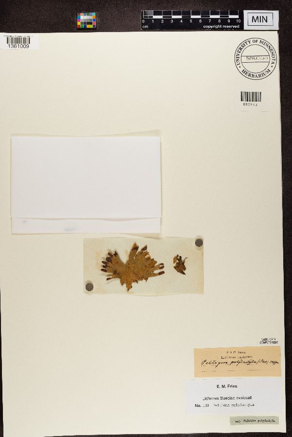 Peltidea polydactyla image
