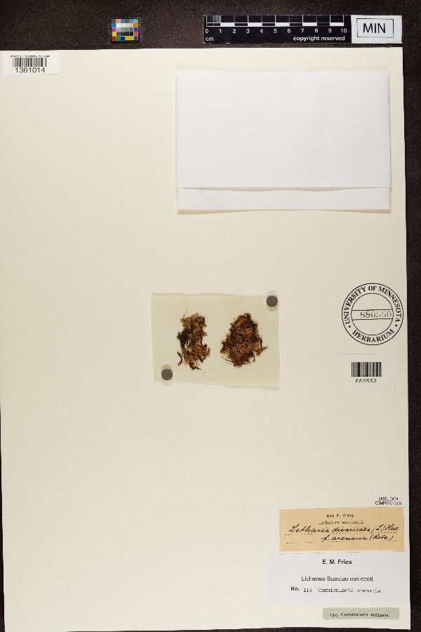 Cornicularia arenaria image