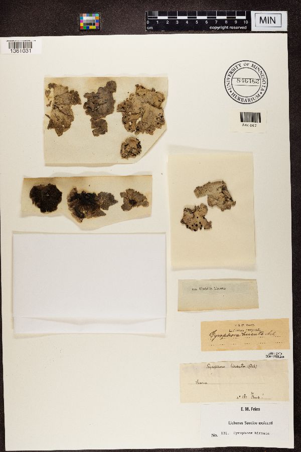 Gyrophora hirsuta image