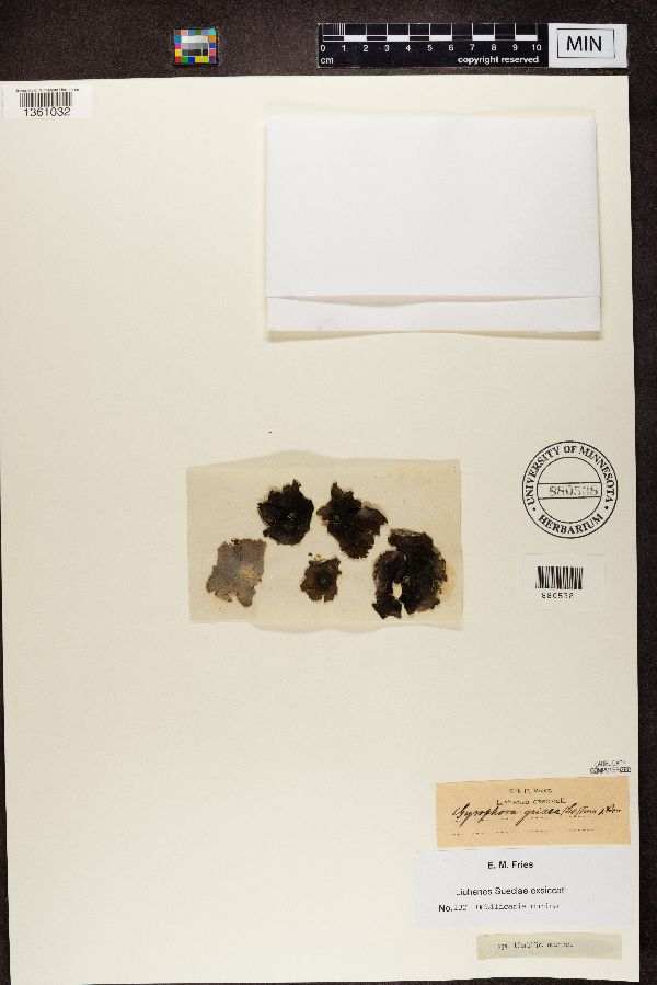Umbilicaria grisea image