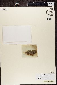Dendrographa decolorans image