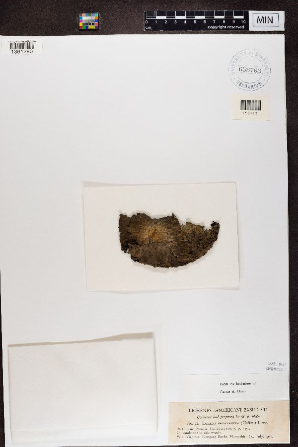 Lasallia pennsylvanica image