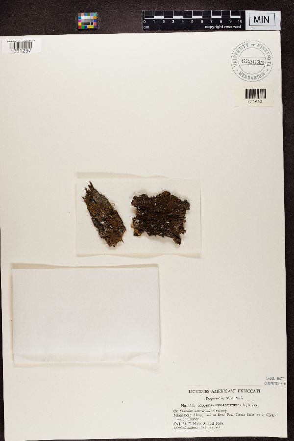 Melanelixia image