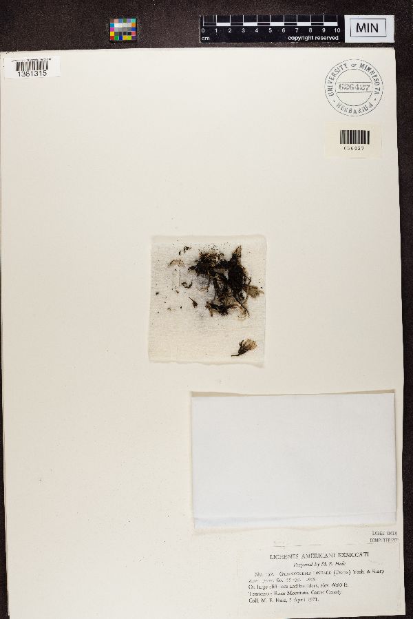 Cetradonia linearis image