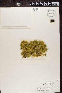 Letharia vulpina image