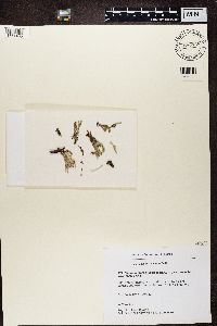 Cladonia novochlorophaea image