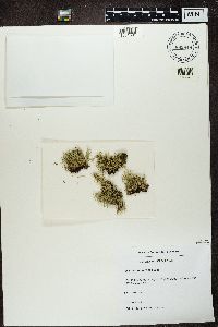 Cladonia zopfii image