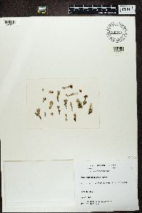 Cladonia diversa image