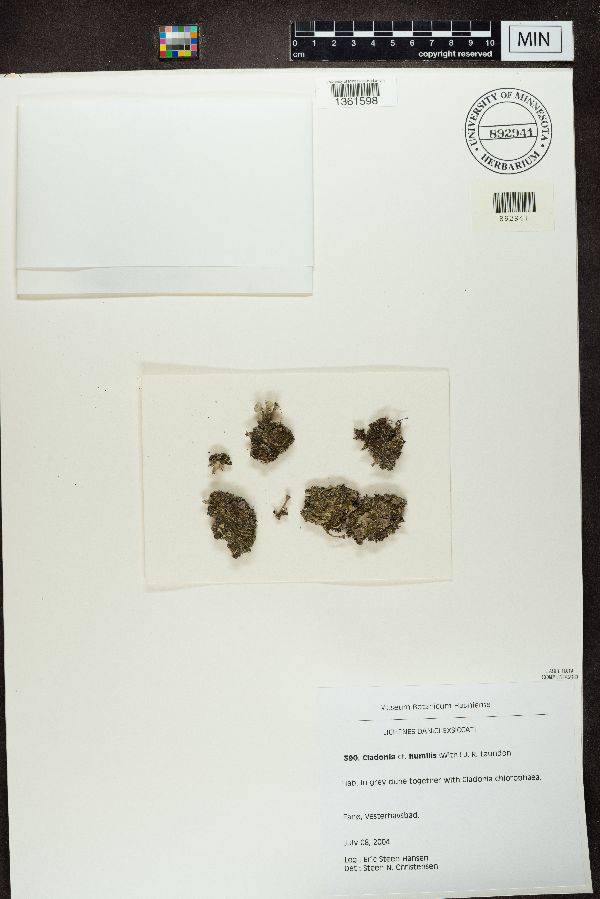 Cladonia humilis image