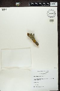 Physcia tenella image