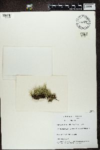 Cladonia uncialis image