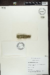 Physcia tenella image