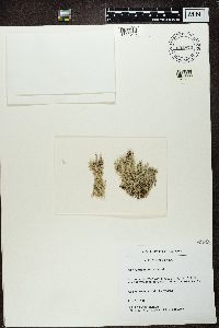 Cladina arbuscula image
