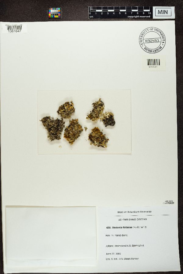 Cladonia foliacea image