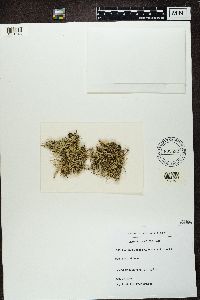 Cladonia uncialis image