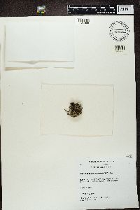 Stereocaulon vesuvianum image