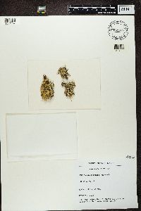 Cladonia foliacea image