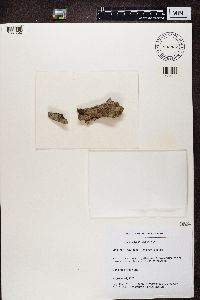 Cliostomum griffithii image