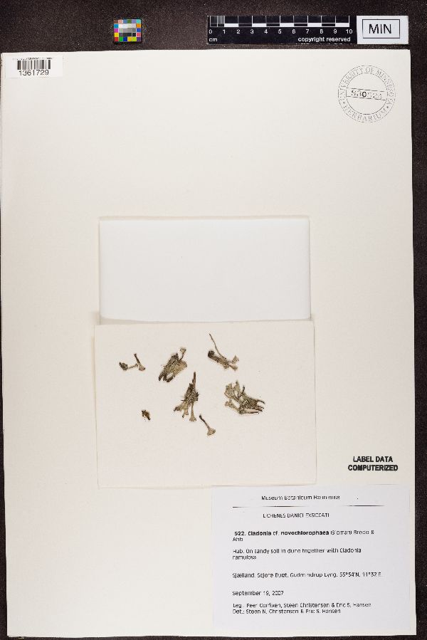 Cladonia novochlorophaea image