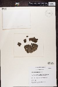 Lasallia pustulata image