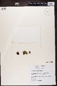Cladonia diversa image
