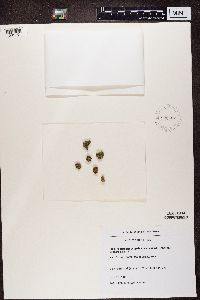 Image of Protoparmeliopsis macrocyclos