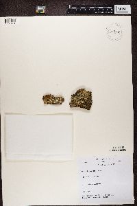 Cladonia digitata image